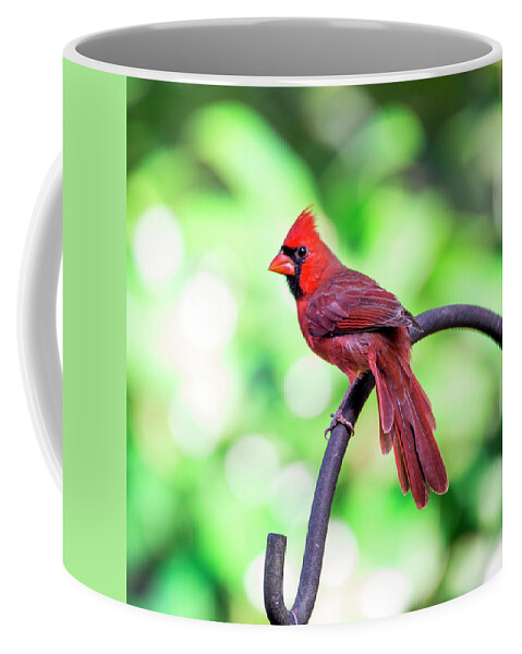 Cardinal Coffee Mug featuring the photograph Cardinal Rule by Valerie Cason
