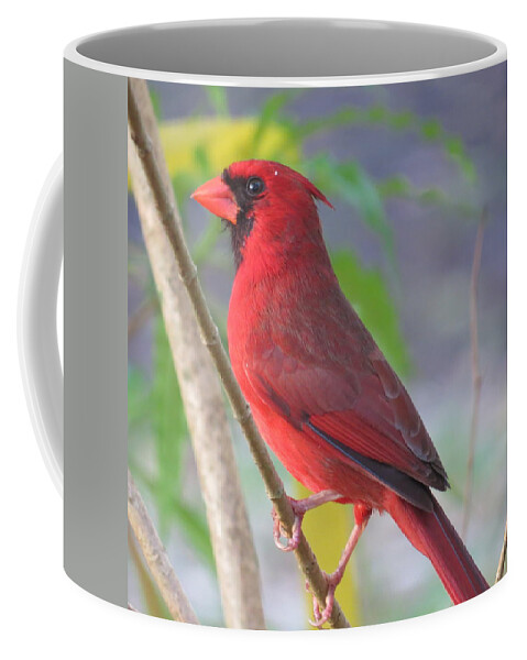 Bird Coffee Mug featuring the photograph Cardinal by Dart Humeston