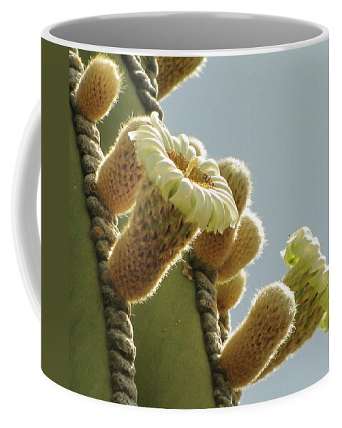Cardon Cactus Coffee Mug featuring the photograph Cardon Cactus Flowers by Marilyn Smith
