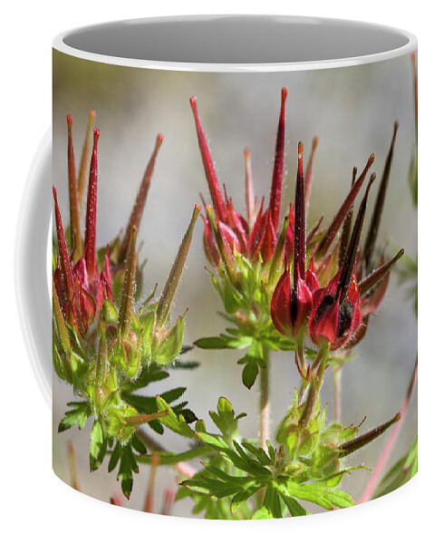 Carolina Cranesbill Coffee Mug featuring the photograph Carolina Cranesbill Geranium Seed Pods by Kathy Clark