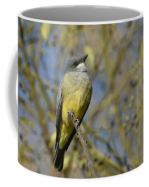 Cassin's Kingbird Coffee Mug featuring the photograph Cassin's Perch by Fraida Gutovich