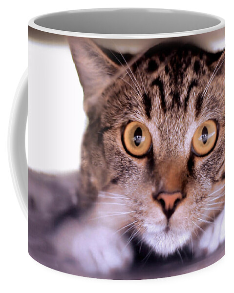 Landscape Coffee Mug featuring the photograph Cat Crawl by Morgan Carter
