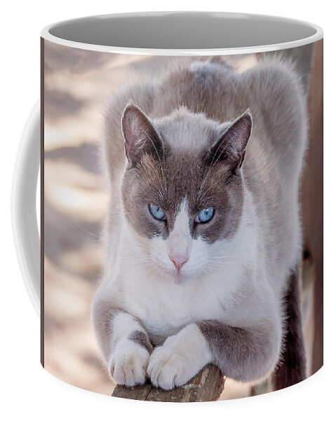 Cat Coffee Mug featuring the photograph Cat on a Wooden Fence by Derek Dean