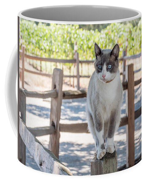 Cat Coffee Mug featuring the photograph Cat on a Wooden Fence Post by Derek Dean