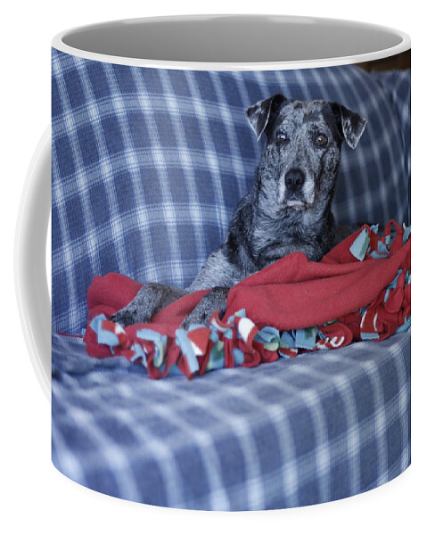 Catahoula Leopard Dog Coffee Mug featuring the photograph Catahoula Leopard Dog in blue by Valerie Collins