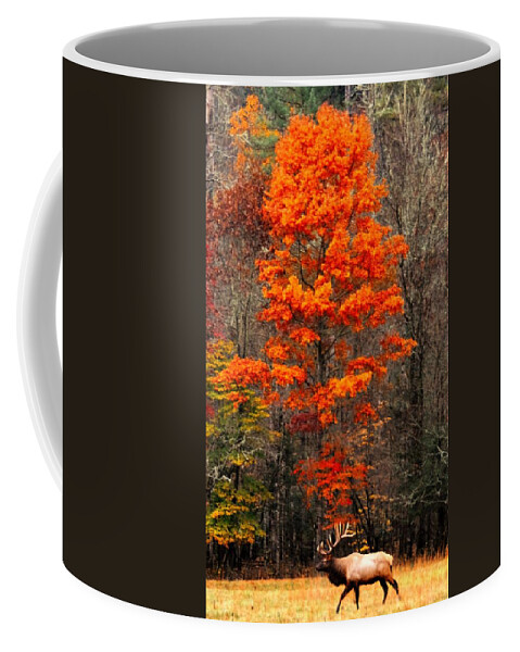  Coffee Mug featuring the photograph Cataloochee Color by Chuck Brown