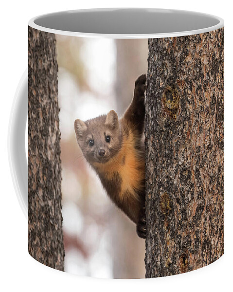 American Pine Marten Coffee Mug featuring the photograph Catch Me if You Can by Sandy Sisti