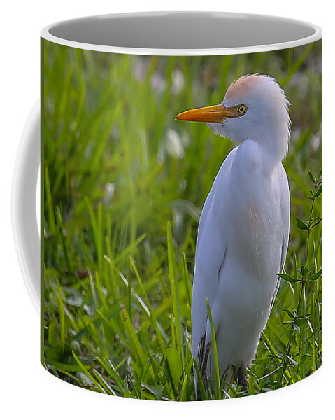 Cattle Egret Coffee Mug featuring the photograph Cattle Egret by Dart Humeston