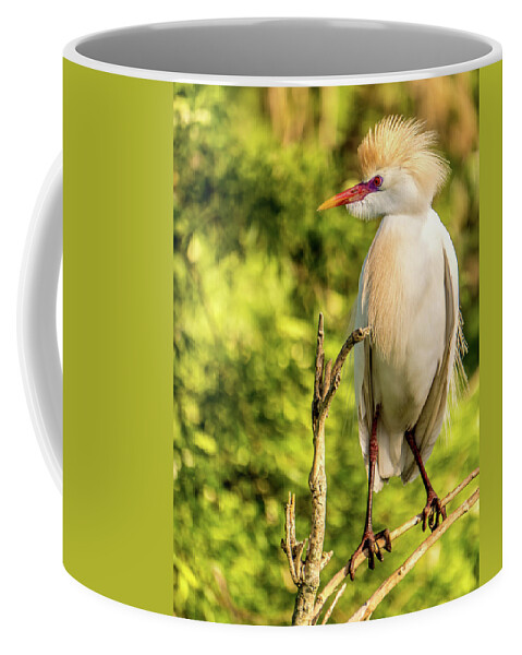 Florida Coffee Mug featuring the photograph Cattle Egret lookout by Jane Luxton