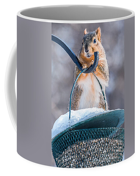 Heron Heaven Coffee Mug featuring the photograph Cautious Squirrel by Ed Peterson