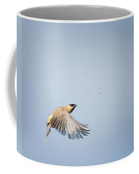 Birds In Flight Coffee Mug featuring the photograph Cedar Waxwing in Flight by Bill Wakeley