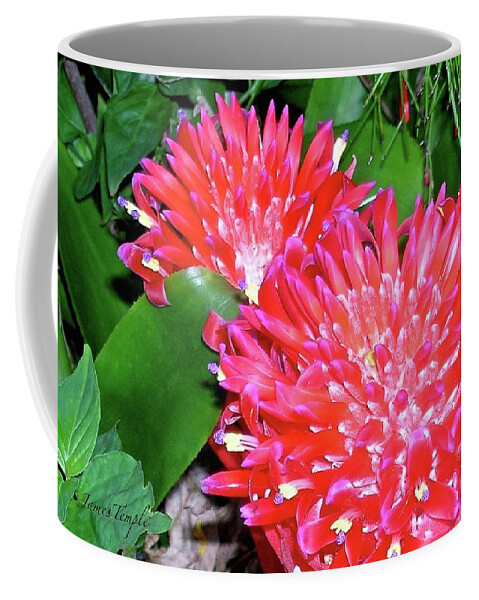 Celebration Coffee Mug featuring the photograph Celebration by James Temple