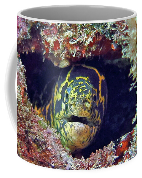 Underwater Coffee Mug featuring the photograph Chain Moray Eel by Daryl Duda