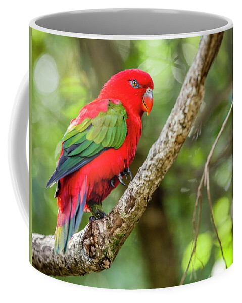 Plettenberg Bay Coffee Mug featuring the photograph Chattering Lory by Alexey Stiop