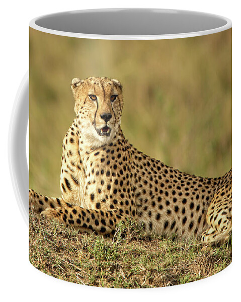 Cheetah Coffee Mug featuring the photograph Cheetah Resting by Steven Upton
