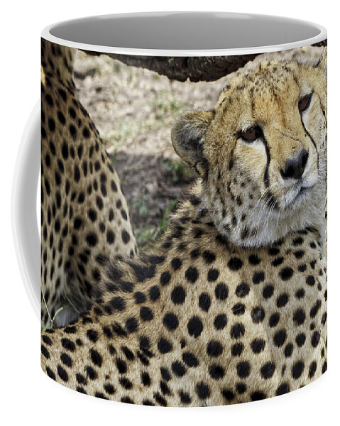 Africa Coffee Mug featuring the photograph Cheetahs Resting by Perla Copernik