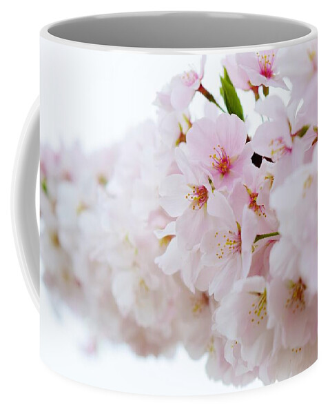Cherry Blossom Coffee Mug featuring the photograph Cherry Blossom Focus by Nicole Lloyd