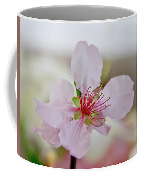 Cherry Coffee Mug featuring the photograph Cherry Blossom I by Elena Perelman