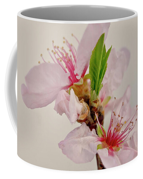Cherry Coffee Mug featuring the photograph Cherry blossom III by Elena Perelman