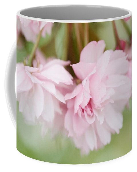 Connie Handscomb Coffee Mug featuring the photograph Cherry Blossom Time by Connie Handscomb