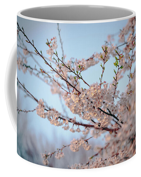 2014 Coffee Mug featuring the photograph Cherry Blossoms by Amber Flowers