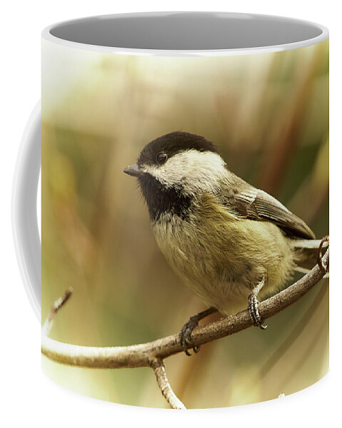 Bird Coffee Mug featuring the photograph Chickadee by Loni Collins