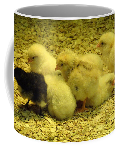 Baby Coffee Mug featuring the photograph Chicks by Laurel Best