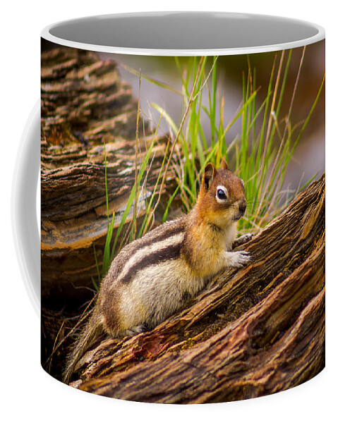 Chipmunk Coffee Mug featuring the photograph Chipmunk - 3 by Thomas Nay