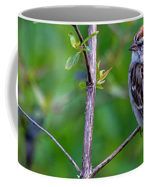 Chipping Sparrow Coffee Mug featuring the photograph Chipping Sparrow by Bellesouth Studio