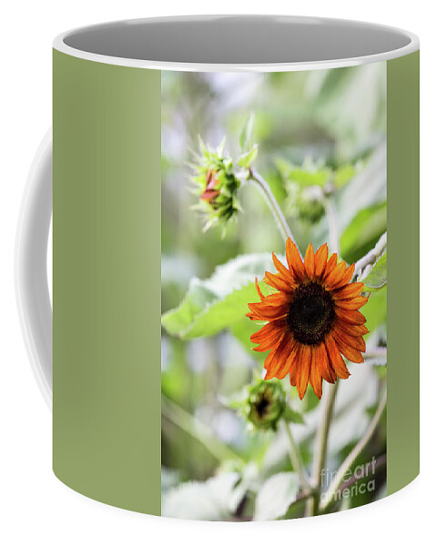 Sunflower Coffee Mug featuring the photograph Chocolate Sunflower by Charles Hite