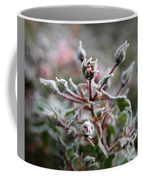 Plant Coffee Mug featuring the photograph Christmas Miniature Rosebuds by KATIE Vigil