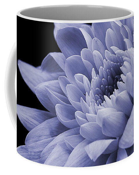 Chysanthemum Coffee Mug featuring the photograph Chrysanthemum in purple. by John Paul Cullen