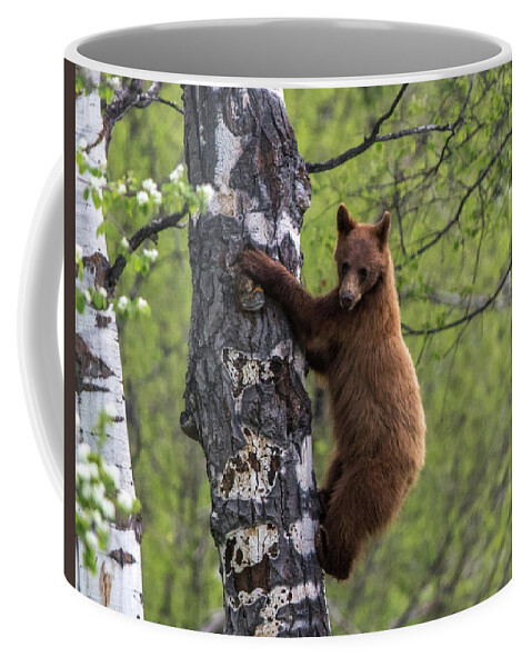 Bear Coffee Mug featuring the photograph Cinnamon Climb by Kevin Dietrich