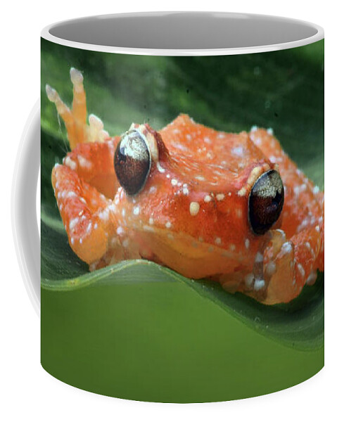 Frogs Coffee Mug featuring the photograph Cinnamon Frog by Nikolyn McDonald