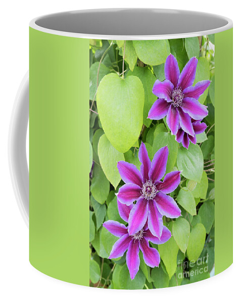 Clematis Fireworks Coffee Mug featuring the photograph Clematis Fireworks by Tim Gainey