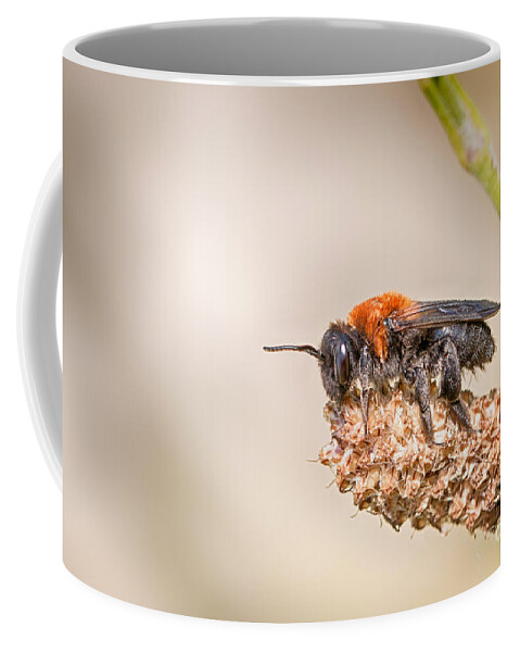 Andrena Thoracica Coffee Mug featuring the photograph Cliff mining bee by Jivko Nakev