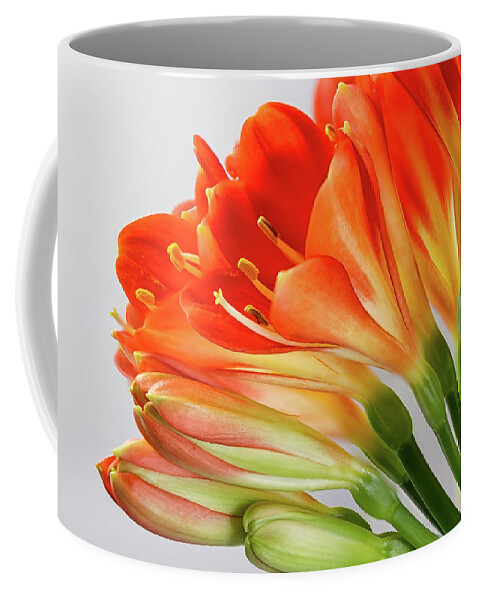 Orange Coffee Mug featuring the photograph Clivia Miniata 2 by Shirley Mitchell