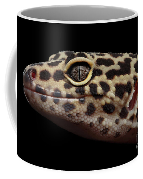 Gecko Coffee Mug featuring the photograph Close-up Leopard Gecko Eublepharis macularius Isolated on Black Background by Sergey Taran