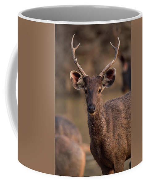 India Coffee Mug featuring the photograph Close-up of male sambar deer with antlers by Ndp