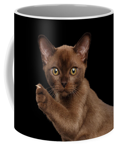 Cat Coffee Mug featuring the photograph Closeup Burmese kitten showing claw on Raised paw, black Isolated by Sergey Taran