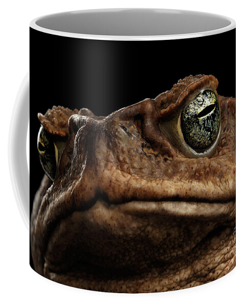 Toad Coffee Mug featuring the photograph Closeup Cane Toad - Bufo marinus, giant neotropical or marine toad Isolated on Black Background by Sergey Taran