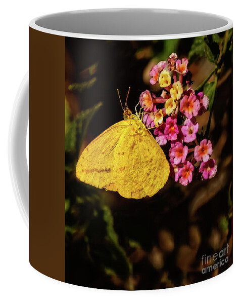 Nature Coffee Mug featuring the photograph Cloudless Giant Sulfur Butterfly by Robert Bales
