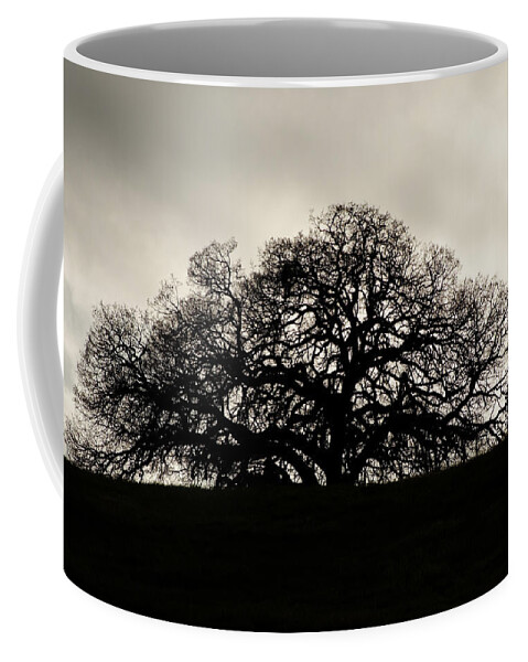 Darin Volpe Nature Coffee Mug featuring the photograph Coast Live Oak - Creston California by Darin Volpe