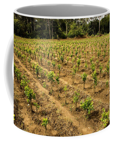 Agriculture Coffee Mug featuring the photograph Coca Plantation Erythroxylum Coca by Gerard Lacz