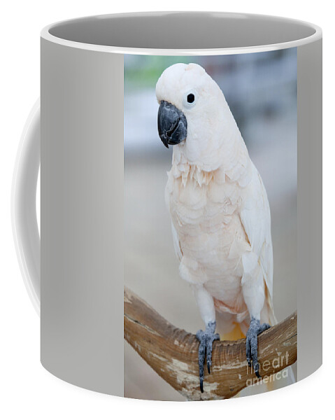 Cockatoo Coffee Mug featuring the photograph Cockatoo by Anthony Totah