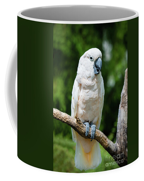 Zoo Coffee Mug featuring the photograph Cockatoo by Ed Taylor