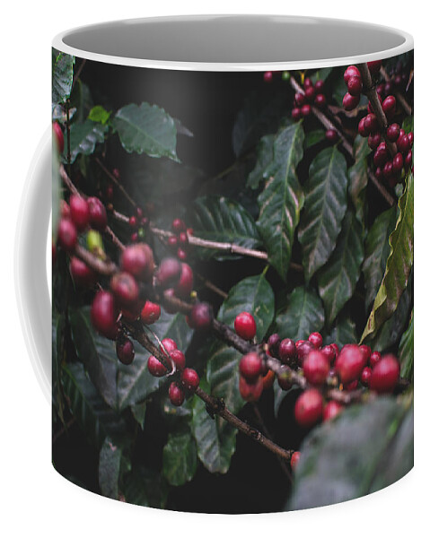 Coffee Coffee Mug featuring the photograph Coffee Beans 1 by Totto Ponce