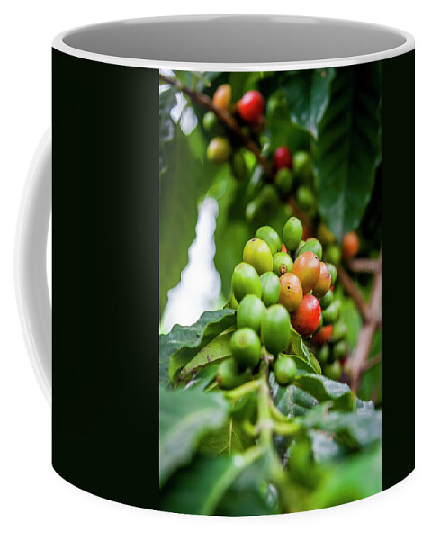 Ecuador Coffee Mug featuring the photograph Coffee Plant by Daniel Murphy