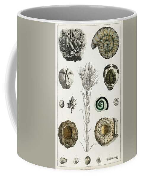 Wildlife Coffee Mug featuring the painting Collection of various illustrated fossils by Vincent Monozlay