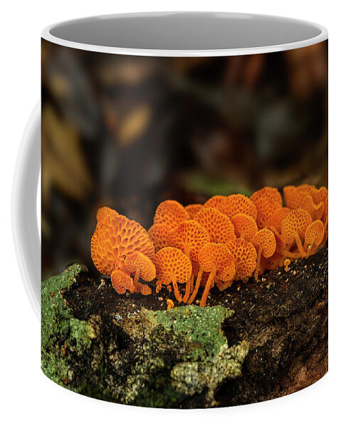 Fungi Coffee Mug featuring the photograph Color in the Forest by Catherine Reading